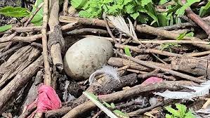 Attēlu rezultāti vaicājumam “Anas platyrhynchos eggs”