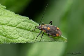 Attēlu rezultāti vaicājumam “Capsodes gothicus imago”