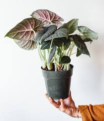 Attēlu rezultāti vaicājumam “Araceae”