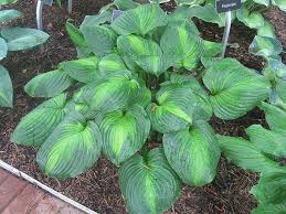 Attēlu rezultāti vaicājumam “Hosta sp.”