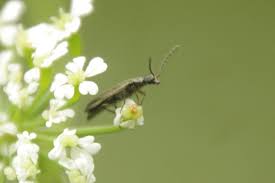 Attēlu rezultāti vaicājumam “Dasytes caeruleus imago”
