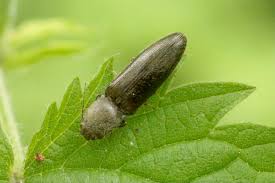 Attēlu rezultāti vaicājumam “Cidnopus aeruginosus”