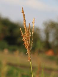 Attēlu rezultāti vaicājumam “Zea mays male flower”