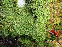 Attēlu rezultāti vaicājumam “Harpanthus scutatus”