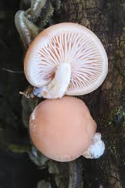 Attēlu rezultāti vaicājumam “Rhodotus palmatus”