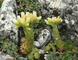 Attēlu rezultāti vaicājumam “Jovibarba globifera fruit”