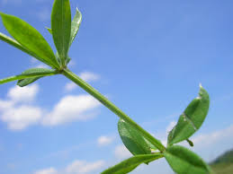 Attēlu rezultāti vaicājumam “Galium rivale”
