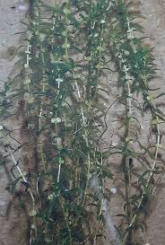 Attēlu rezultāti vaicājumam “Callitriche hermaphroditica leaf”