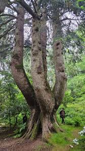 Attēlu rezultāti vaicājumam “Abies alba”