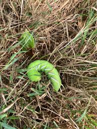 Attēlu rezultāti vaicājumam “Idaea sylvestraria”