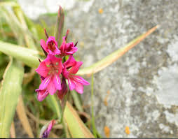 Attēlu rezultāti vaicājumam “Gladiolus imbricatus flower”