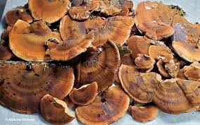 Attēlu rezultāti vaicājumam “Ischnoderma benzoinum”