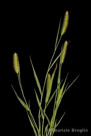 Attēlu rezultāti vaicājumam “Setaria italica”