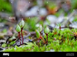 Attēlu rezultāti vaicājumam “Buxbaumia aphylla”