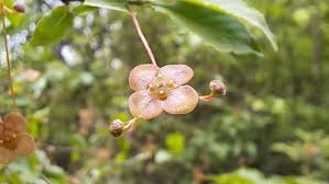 Attēlu rezultāti vaicājumam “Euonymus verrucosus”