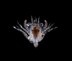 Image result for Metacarcinus magister