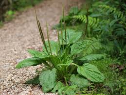 Attēlu rezultāti vaicājumam “Plantago major”