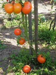 Afbeeldingsresultaat voor caro rich tomato