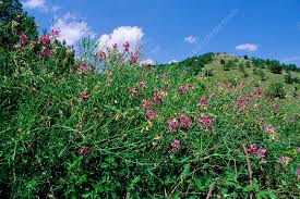 Attēlu rezultāti vaicājumam “Lathyrus sylvestris flower”