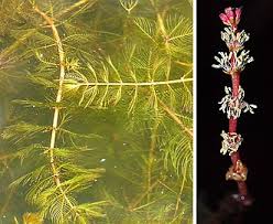 Attēlu rezultāti vaicājumam “Myriophyllum spicatum”