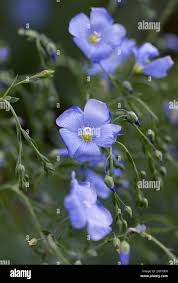 Attēlu rezultāti vaicājumam “Linum usitatissimum flower”