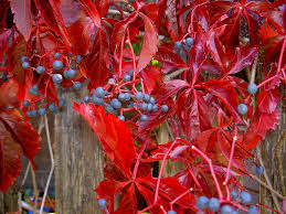 Attēlu rezultāti vaicājumam “Parthenocissus quinquefolia”
