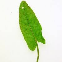 Attēlu rezultāti vaicājumam “Rumex acetosa fruit”