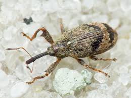 Attēlu rezultāti vaicājumam “Anthonomus pomorum”