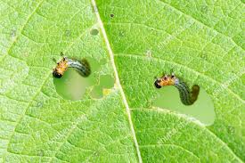 Attēlu rezultāti vaicājumam “Nematus salicis”