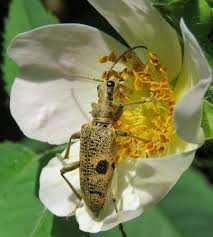 Attēlu rezultāti vaicājumam “Rhagium mordax”