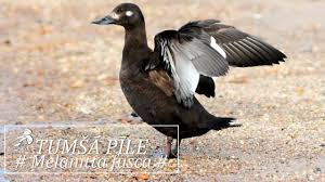 Attēlu rezultāti vaicājumam “Melanitta fusca”