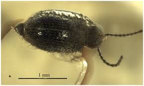 Attēlu rezultāti vaicājumam “Ptinus sp. female”