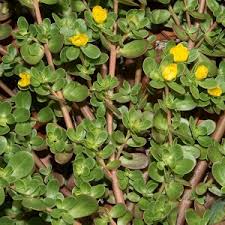 Attēlu rezultāti vaicājumam “Portulaca oleracea leaf”