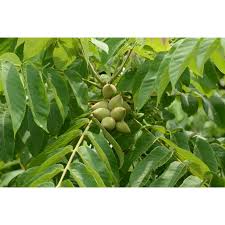 Attēlu rezultāti vaicājumam “Juglans ailanthifolia”