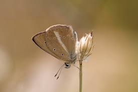 Attēlu rezultāti vaicājumam “Agrodiaetus damon underside”