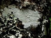 Attēlu rezultāti vaicājumam “Pertusaria amara”