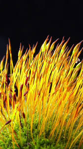 Attēlu rezultāti vaicājumam “Ceratodon purpureus sporophyte”