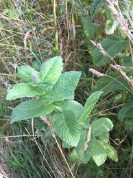 Attēlu rezultāti vaicājumam “Mentha x verticillata”