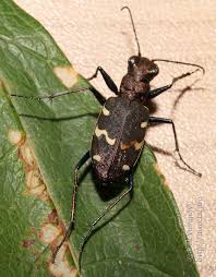 Attēlu rezultāti vaicājumam “Cicindela sylvatica”