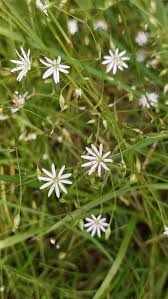 Attēlu rezultāti vaicājumam “Stellaria graminea flower”