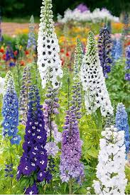 Image result for Delphinium