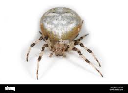 Attēlu rezultāti vaicājumam “Araneus quadratus”