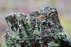 Attēlu rezultāti vaicājumam “Cladonia fimbriata”