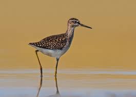 Attēlu rezultāti vaicājumam “Tringa glareola”