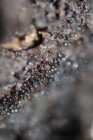 Attēlu rezultāti vaicājumam “Metatrichia floriformis macro”