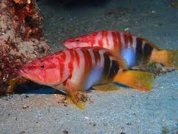 Image result for Serranus scriba