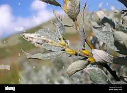 Attēlu rezultāti vaicājumam “Salix lapponum leaf”