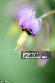 Attēlu rezultāti vaicājumam “Viola odorata bud”