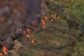 Attēlu rezultāti vaicājumam “Hemitrichia chrysospora sessile”