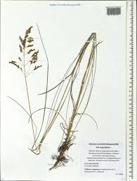 Attēlu rezultāti vaicājumam “Poa angustifolia”